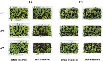 Full-length transcriptome reveals the pivotal role of ABA and ethylene in the cold stress response of Tetrastigma hemsleyanum